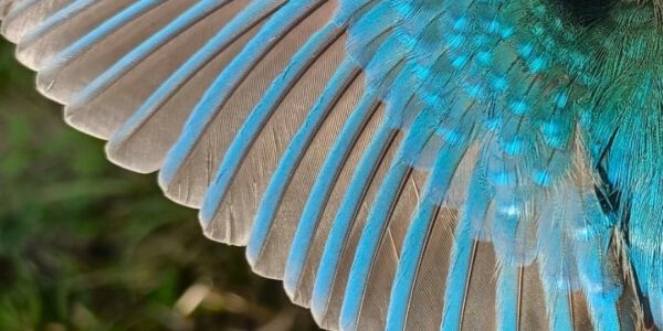 Eisvogel_Gefieder