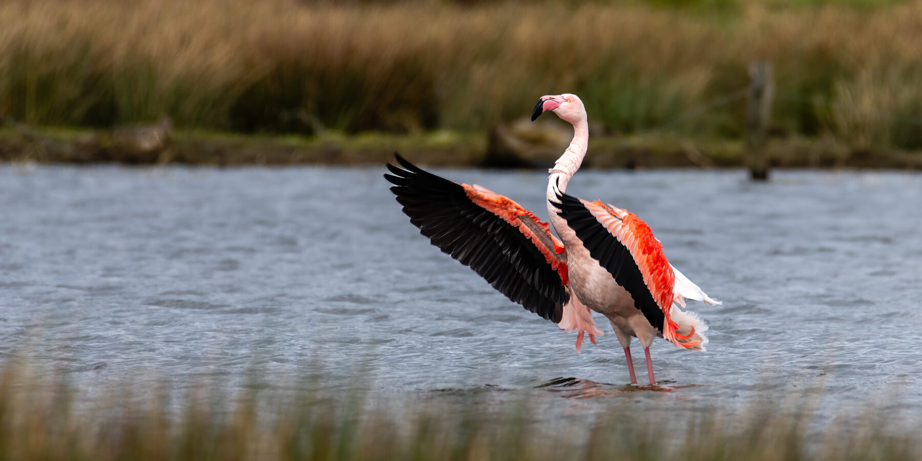 Exotik im Moor – Flamingos in Deutschland