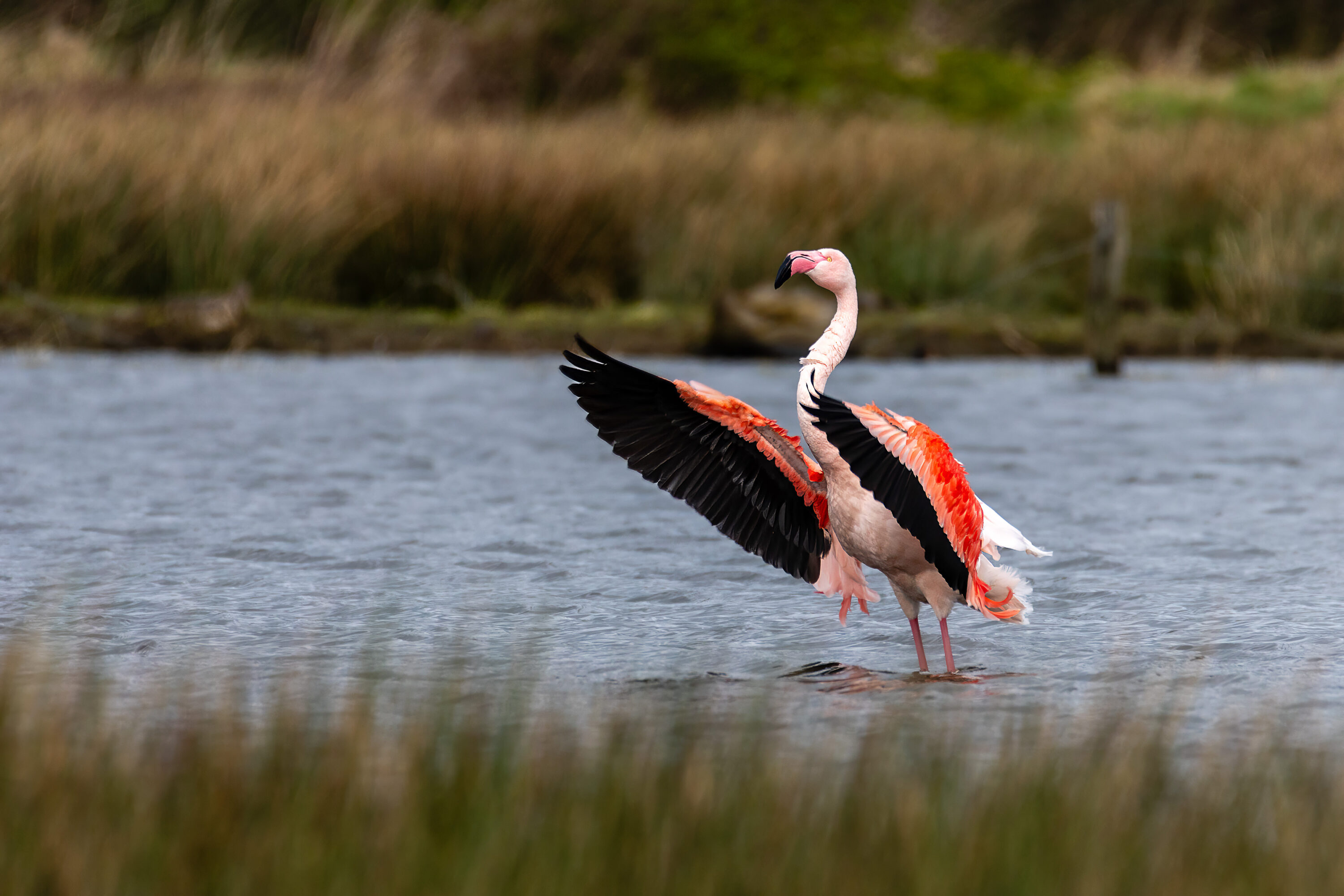 Exotik im Moor – Flamingos in Deutschland